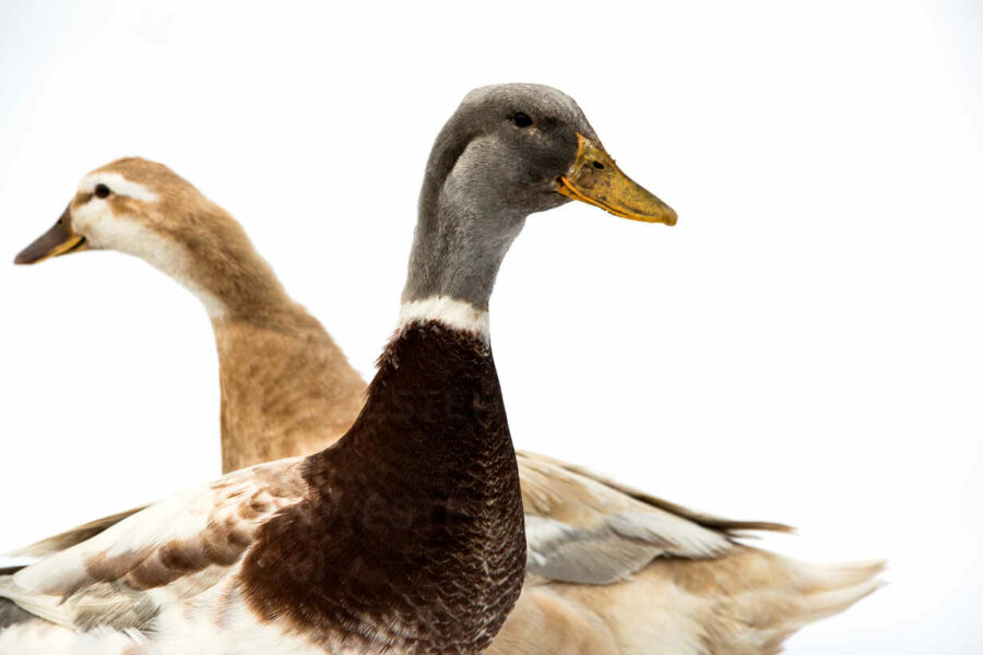 Sexism in Animal Advocacy: The Case of Foie Gras